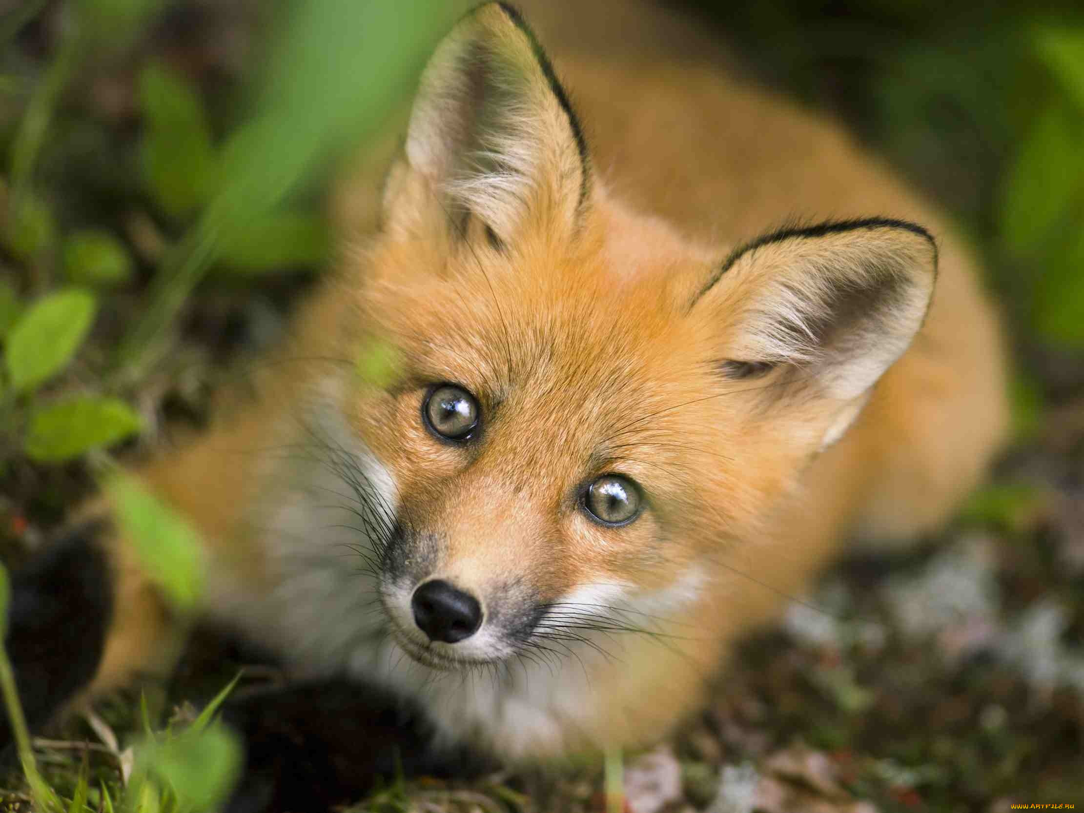 , , fox